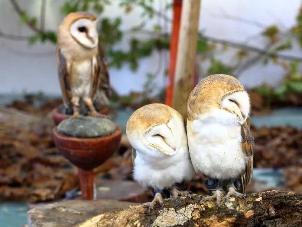 Üç ortak ahır baykuşu ( Tyto albahead )