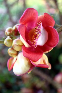 Buda çiçek / Bodhi ağacı, Bo (dan Sinhalese Bo) olarak da bilinen bir büyük ve çok eski kutsal incir ağacı (Ficus bileğinde)