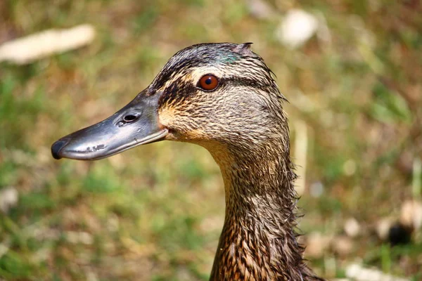 Porträt Der Wildenten Ihrer Natürlichen Umgebung — Stockfoto