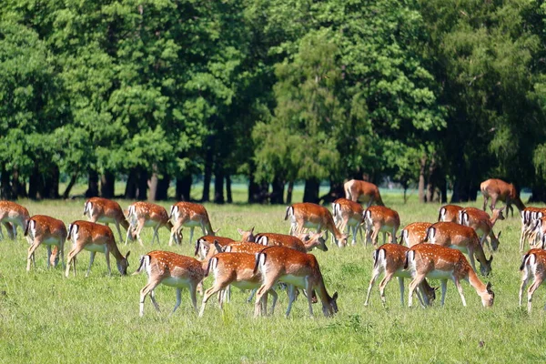 Группа Оленей Jaegersborg Dyrehave Deer Park Рядом Копенгагеном Дания — стоковое фото