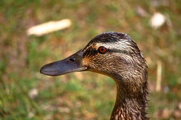 Porträt Der Wildenten Ihrer Natürlichen Umgebung — Stockfoto