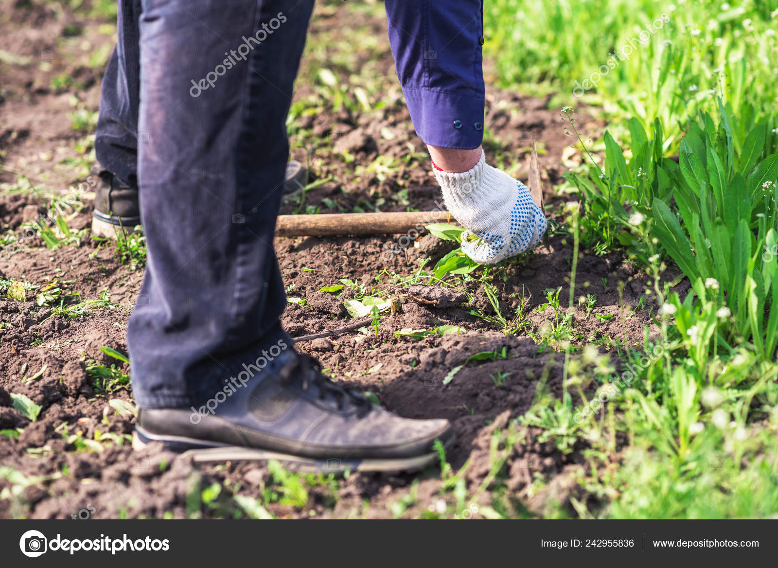Old Man Glove Snatches Weed His Garden Stock Photo C Ahfoto Mail