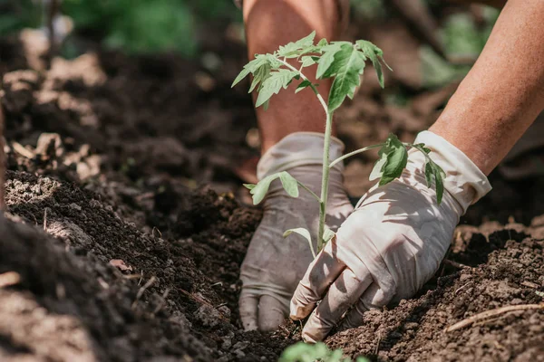 old woman inserts saplings of tomatoes in the ground in the spring