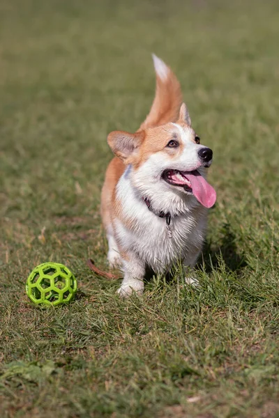 dog breeds corgi walking on the lawn during the day
