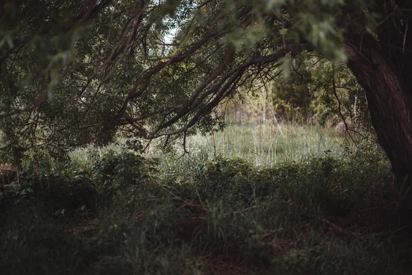 Fascinerende tunnel onder het dichte bladerdak van bomen. Hangende takken creëren een schaduw onder de boom. Hangende Willow — Stockfoto