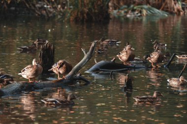 Kapatın. Sonbahar parkında birçok ördek düşen yapraklarla çevrili olarak gölde yüzer. Kavram: Daha sıcak bir iklime geç.