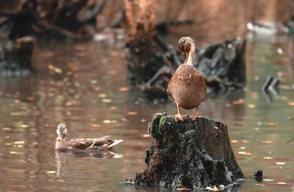 Autumn cleaning. Beautiful duck cleans its feathers standing on a stump, against the autumn lake. The concept of cleaning