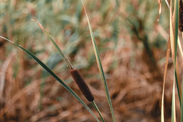 Reed ή ουρά γατόπαρδου σε ένα θολό φόντο. Ιστορικό φθινοπώρου. — Φωτογραφία Αρχείου