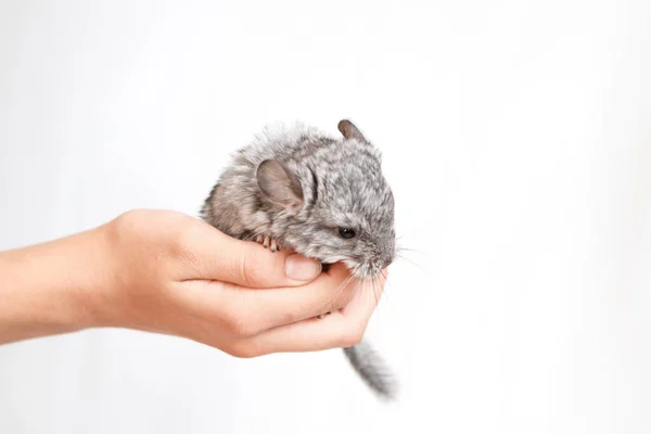 Chinchilla bebé gris mascota en la mano sobre fondo blanco aislado. El concepto de crianza Imágenes de stock libres de derechos