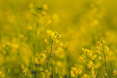 İlkbaharda çiçek açan bir kolza tohumu tarlasının seçici odak noktası. Yaklaş.