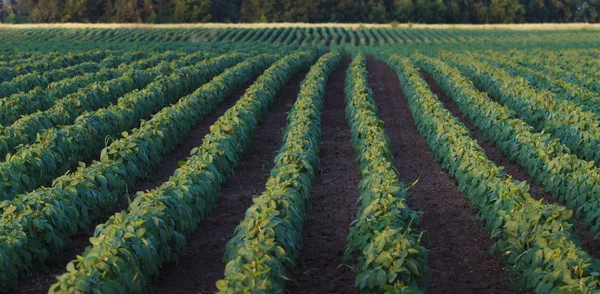 Sojabönsfält mognad på våren, jordbrukslandskap Stockfoto