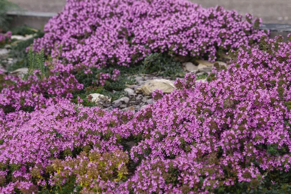 Flores rosadas, tomillo de hierbas. Paisaje de montaña con colinas con campo de tomillo aromatizante —  Fotos de Stock