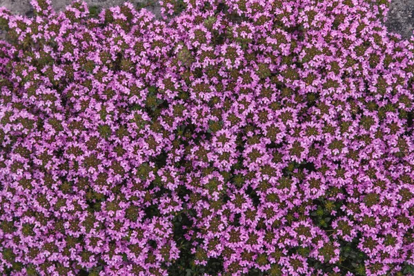 Růžové květy, bylinkový tymián. Krajina hora s kopci s polem ochucení tymiánu, zázemí — Stock fotografie