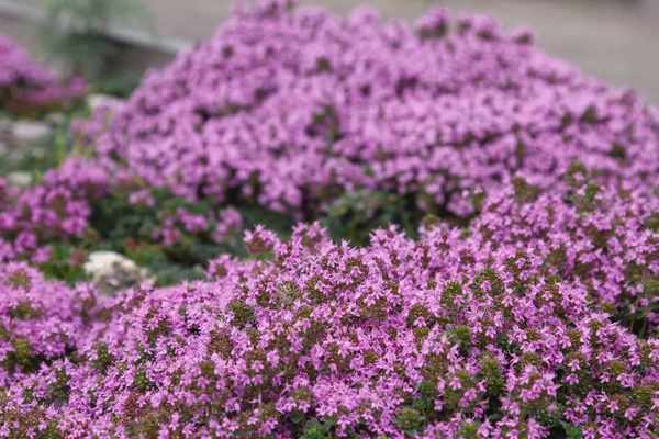 Flores rosadas, tomillo de hierbas. Paisaje de montaña con colinas con campo de tomillo aromatizante —  Fotos de Stock
