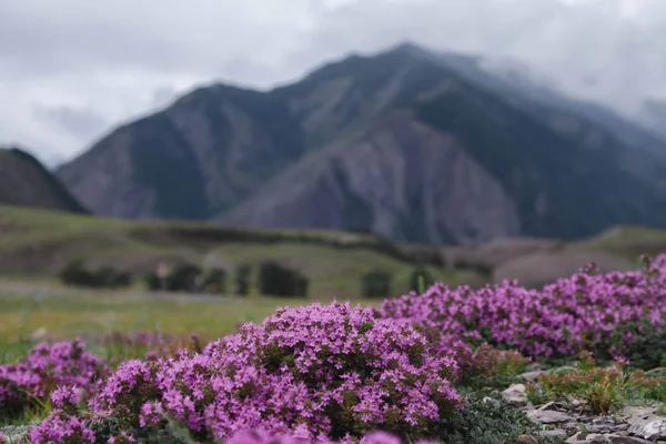 Flores rosadas, tomillo de hierbas. Paisaje de montaña con colinas con campo de tomillo aromatizante Imágenes de stock libres de derechos