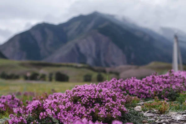 Flores rosadas, tomillo de hierbas. Paisaje de montaña con colinas con campo de tomillo aromatizante Imagen de stock