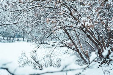 Kış manzarası, park, ağaçlar ve karda bir göl.