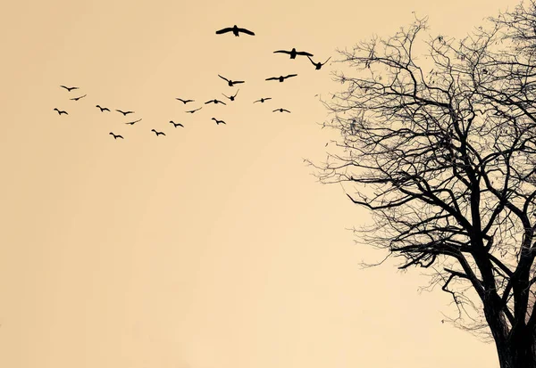Silhouette of the tree and flock of birds on a yellow background.