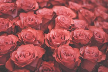 Kırmızı güllerin dokusu. Fotoğraf klasik stil, ton ve ışık bulanıklığı ile işlenmiş.