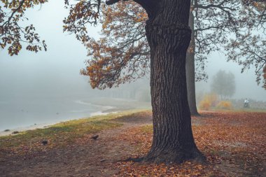 Orman gölünün kıyısında büyük bir meşe ağacı. Daha güçlü bir gezgin. Ormanda sonbahar.