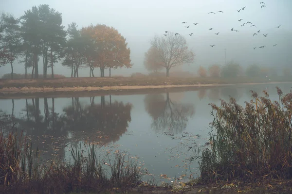 Träd Vid Sjö Höstens Natur Tonande Bilder — Stockfoto