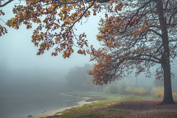 Большой Старый Дуб Берегу Лесного Озера Сильный Путешественник Осень Лесу — стоковое фото
