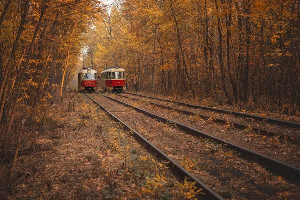 Dvě Tramvaje Tramvajové Koleje Mezi Podzimním Lesem — Stock fotografie