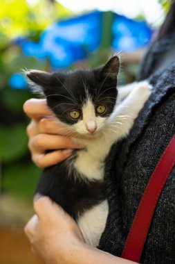 Küçük siyah beyaz bir kedi yavrusu dişi ellerinin üzerine oturur..