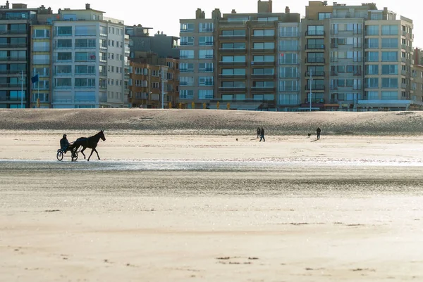 Treinando Cavalo Corrida Praia Outono Com Alguns Edifícios Fundo — Fotografia de Stock