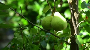 rüzgarda bir ağaç dalı üzerinde hareket güneş slowely içinde büyüyen armut