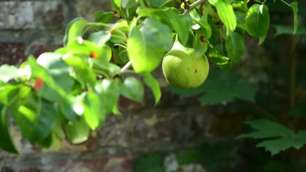 Crescendo Pera Sole Lentamente Muovendosi Nel Vento Ramo Albero — Video Stock