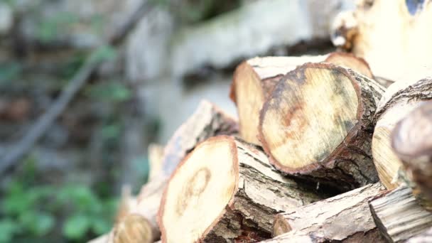 Closeup Woodstack Uneven Stappeld Wall — Stock Video