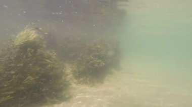dalgaların üstünde belgili tanımlık dip ve deniz yosunu yansıtan ve sudan gelen güneş kumla yakınındaki plaj görmek için sualtı görüntüleme