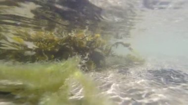 dalgaların üstünde belgili tanımlık dip ve deniz yosunu yansıtan güneş kumla yakınındaki sualtı görüntüleme