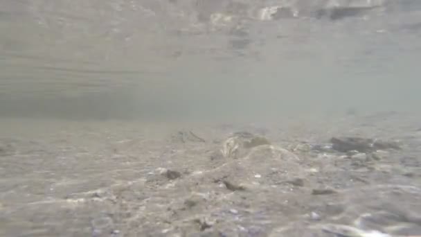 下部に反射する太陽が付いている砂に近い波の水中ビュー — ストック動画