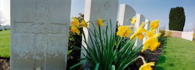 Birinci Dünya Savaşı ayında Ypres mezarlıktan nergis