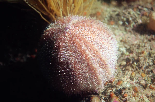 Shore sea urchin — Stock Photo, Image