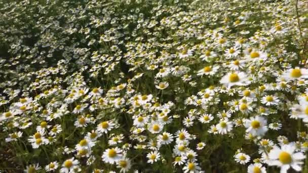 Closeup Move Flowering Field Chamomile Sunny Spring Day — Stock Video