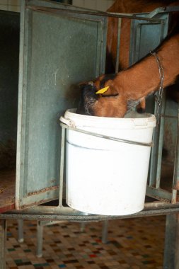 Kahverengi keçi yeme