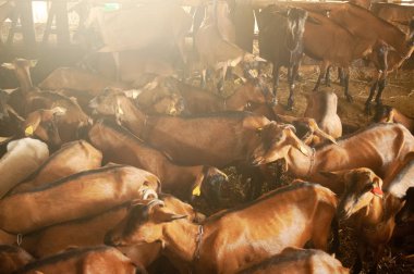 kararlı kahverengi keçi