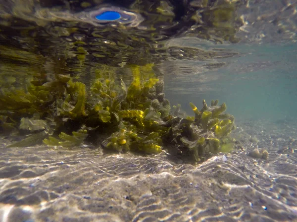 Seaweed under water — Stock Photo, Image