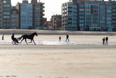 sahilde yarış atı eğitimi