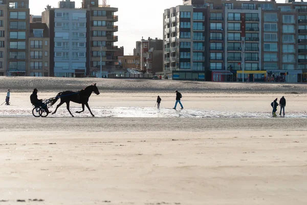 sahilde yarış atı eğitimi
