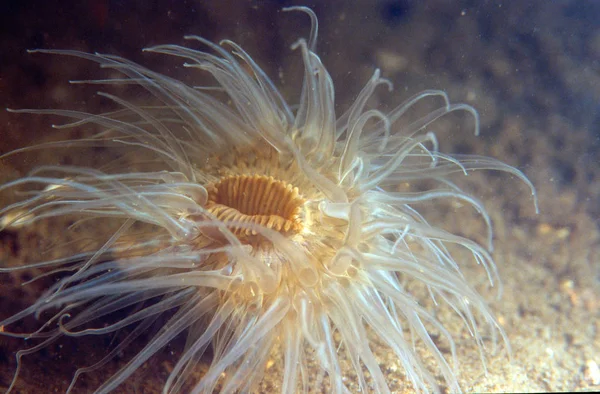 Bocca di un anemone — Foto Stock