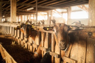 Kahverengi keçi izleme