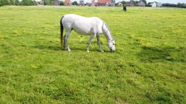 White Horse Grasing Pasture Sunny Day — Stock Video