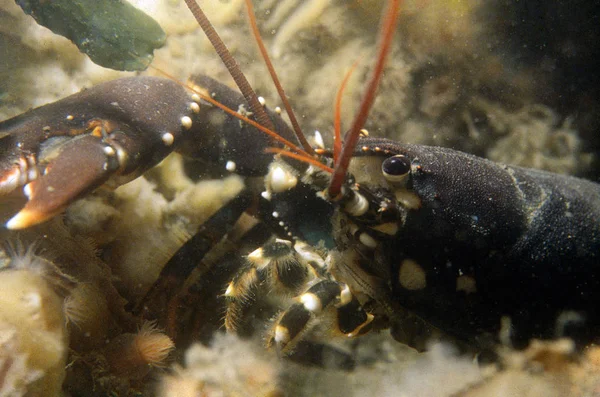 Closeup of a lobster — Stock Photo, Image