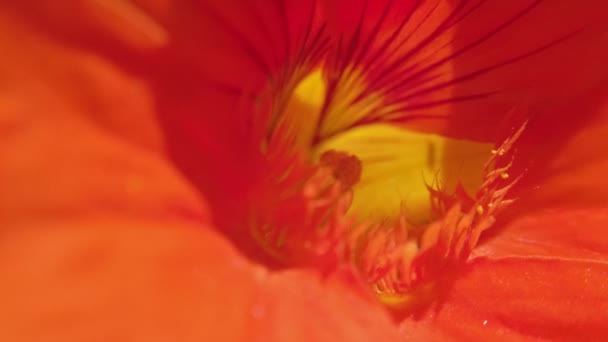 Close Colorido Interior Uma Flor Capucino Movendo Vento — Vídeo de Stock