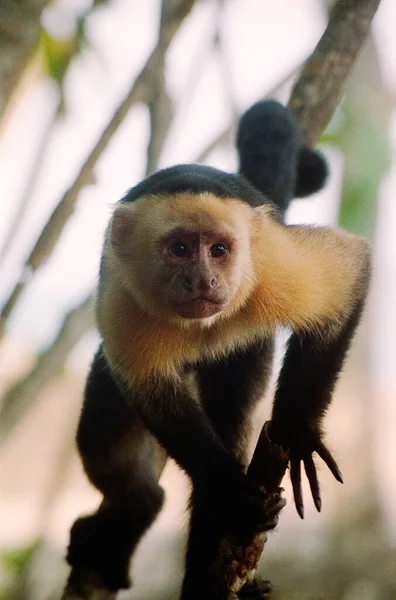 Zbliżenie Portret Kapucynki Drzewie Kostaryce Nieostre Gałęzie Tle — Zdjęcie stockowe
