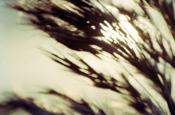 Размытый Силуэт Группы Тростника Теплой Осенней Подсветке Солнечного Света Солнце — стоковое фото